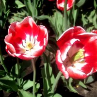 Тюльпаны сияют весной! :: Елена Семигина