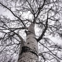 Дерево :: Дмитрий Казанцев