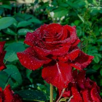 Розы после дождя :: Mikhail Andronikov