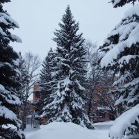 лесная красавица в городе :: Alexandr Staroverov