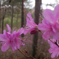 РОДОДЕНДРОН ДАУРСКИЙ :: Любовь Можар