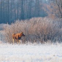 утром на опушке :: Евгений Мазурин