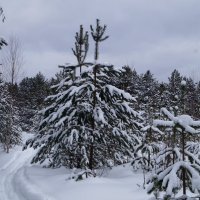 прогулка :: Наталья Зимирева