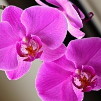 Домашняя орхидейка :: Дмитрий Боргер