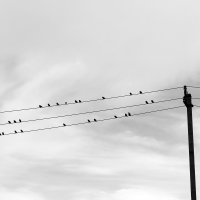 Птицы и тишина :: Александр Мурзаев
