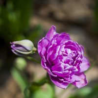 фиолетовый тюльпан :: Эльвира Емельянчикова