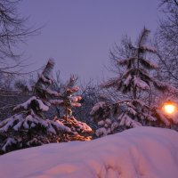 Утро в зимнем парке :: dizelma Бак