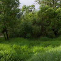 Многообразие оттенков зелени весной. :: Andrei Dolzhenko