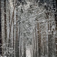 Зимний лес :: Александра Киселева