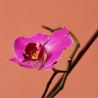 Орхидея. :: Наталья Соколова