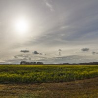 Поле сурепки :: Вадим Лячиков