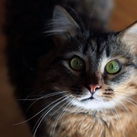 Simon cat :: Ольга Маркова
