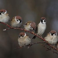 the sparrows :: an0xx 