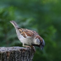 the sparrow :: an0xx 