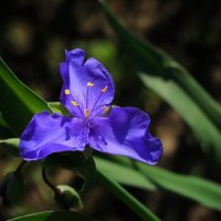 Весенний фото-этюд :: Михаил 