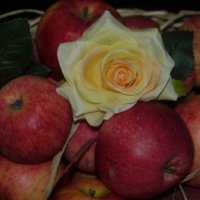 роза в яблоках :: Мария 
