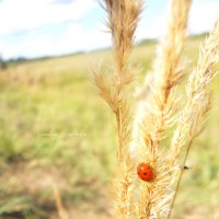 короВка :: Наталья Михай