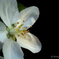 Весеннее цветение :: Дмитрий Тарарин