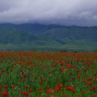 Маковое поле у подножия горы. Киргизстан :: Максим Ногай