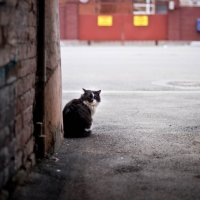 Бездомный кот :: Елена 