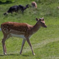 Deer in Bushy Park :: Anna Aleksandrova