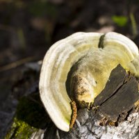 Древесный гриб :: Aurling 