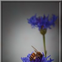 пчела собирает пыльцу :: Елена 