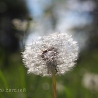 одуванчик :: Евгений Григорьев