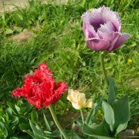 Тюльпаны моего сада. :: Ольга Бузунова