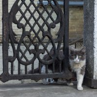 Уличный кот :: Алёна Мамот