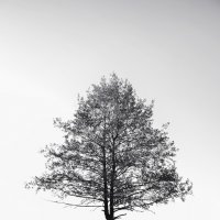 Одинокое дерево :: Дмитрий Доронин