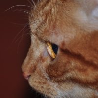 *Мой кот Кокос!!! :: Виталий Виницкий