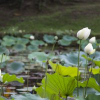 Парк озер в Ботаническом саду Куала-лумпур :: Светлана Коклягина