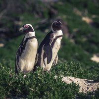 Африканские пингвины :: Надежда Ситникова