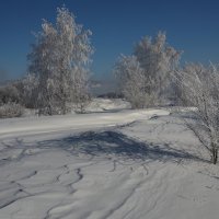 К празднику берёзки сделали причёски... :: Александр Попов