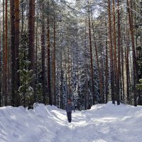 В зимнем лесу... :: Наталья 