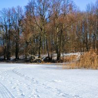 Зимняя картинка :: Милешкин Владимир Алексеевич 