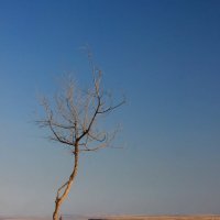 Одинокое дерево :: Сергей Акимов