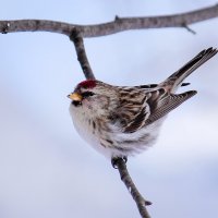 Чечётка :: Виктор Колмогоров