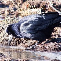 жажда- грач долбит лед до воды... :: Александр Прокудин