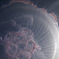 Медуза сквозь солнечный свет :: Lukum 