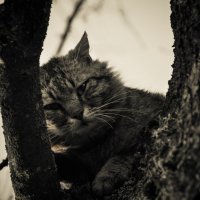 Одинокий кот :: Алексей Авраменко