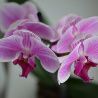 орхидея :: ~Таня ~