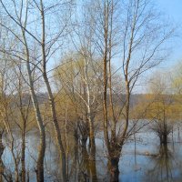 Половодье :: Галина Медведева