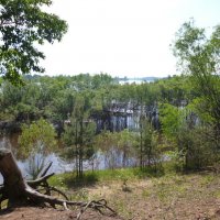 Старый пень :: Лариса Чудиновских