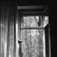 Белка и окно. :: Виталий Виницкий