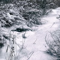 Зимня просека :: Василий Парамонов