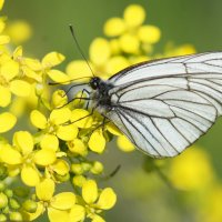 А имя бабочки-рисунок... :: Наталия Григорьева