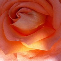 Солнечная роза :: Lukum 