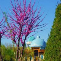 В Узбекистан пришла весна :: alexandr lin
